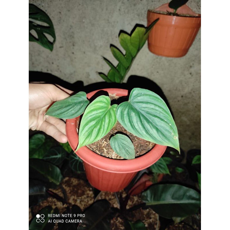Philodendron Plowmani