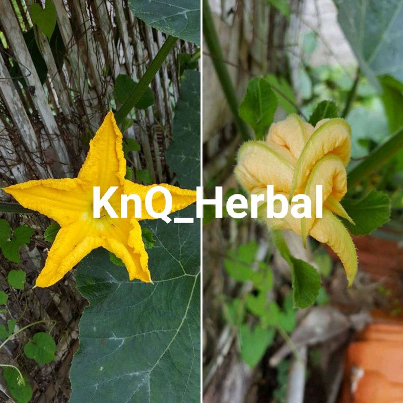 Bunga Labu Kuning Asli Segar