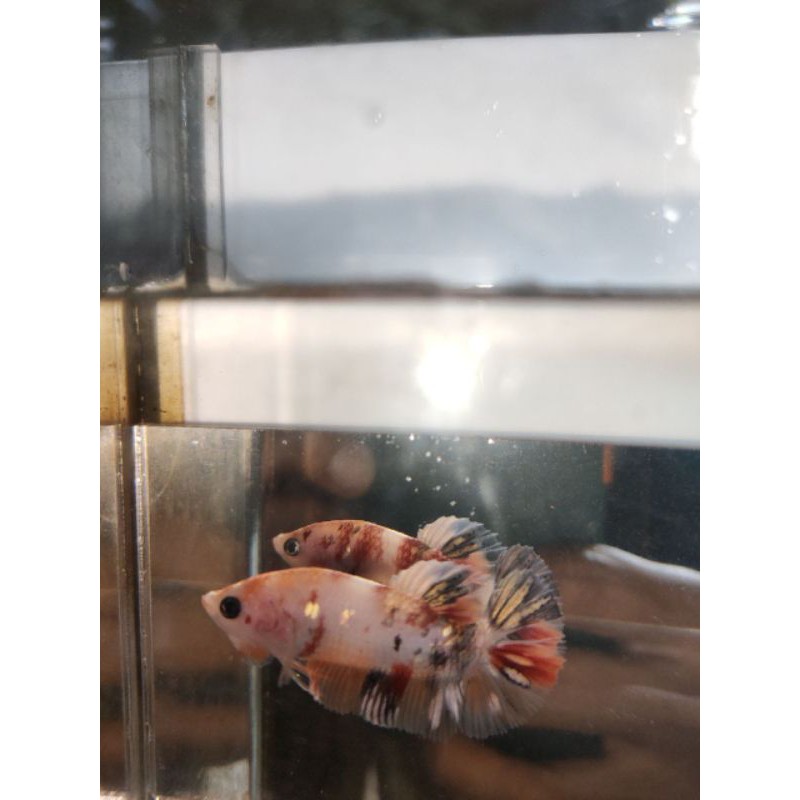 2 pair Nemo Copper gold . 1 ekor bahan avc