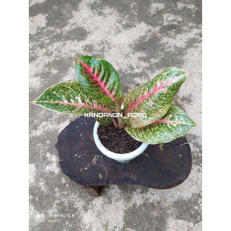 Aglonema Harley Queen