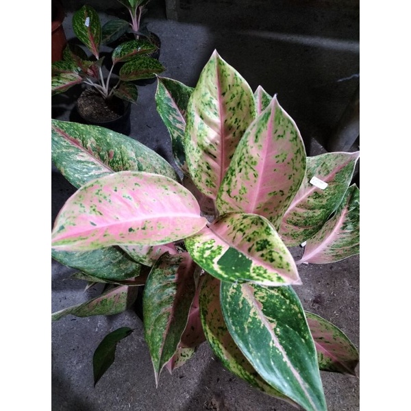 aglonema bigroy rumpun 4