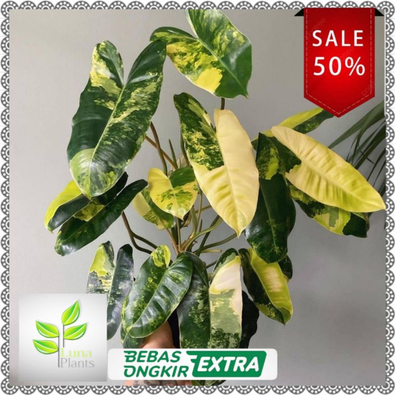 Tanaman hias philodendron burlemax varigata - burlemax varigata - brekele varigata