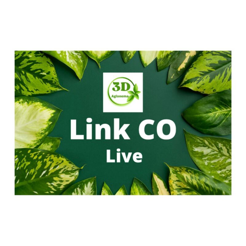 media tanam fermentasi