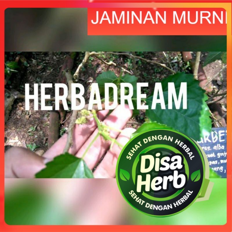 

DAUN MURBEI / MULBERRY BUBUK 100 GRAM - Morus Alba - MURNI - JSR - REMPAH - PREMIUM QUALITY