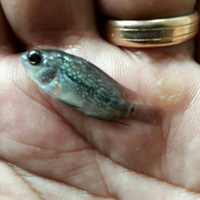 Ikan Louhan SRM1 ft. SRD (burayak)