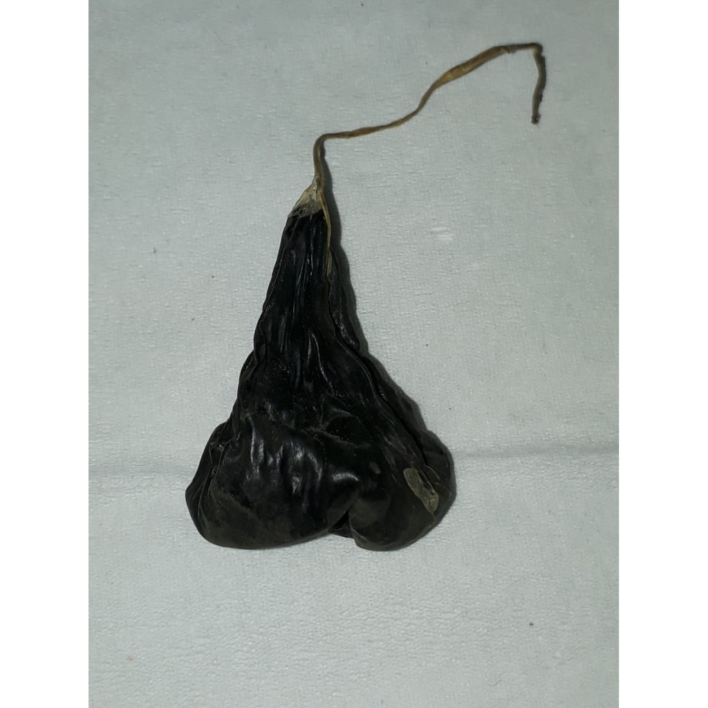 Empedu Sanca / Piton