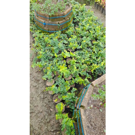 bibit tanaman rambat daun dolar...tanaman rambat dinding