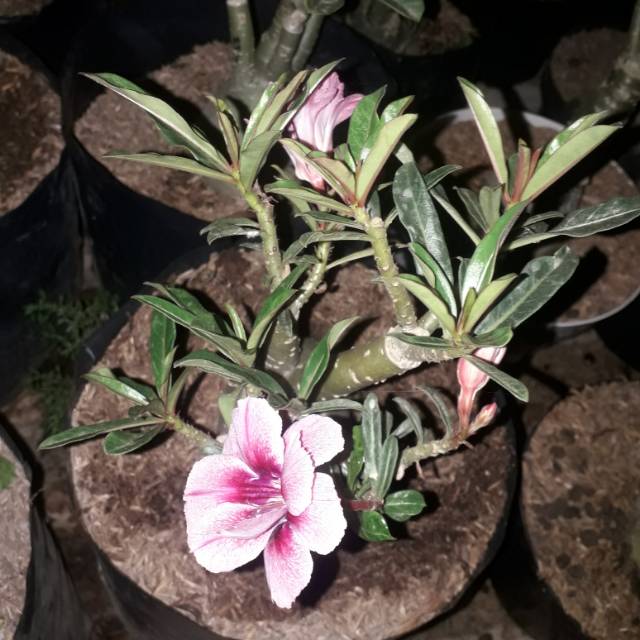 Adenium tumpuk id swaloow size c