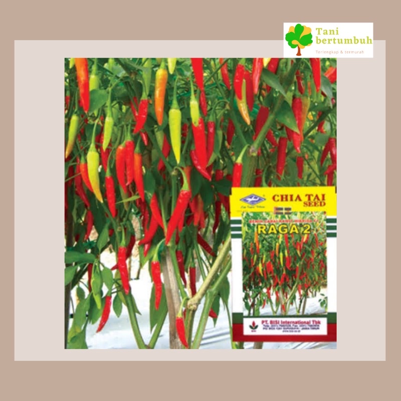 benih cabe rawit hibrida F1 RAGA 2 10gr dari CAP KAPAL TERBANG
