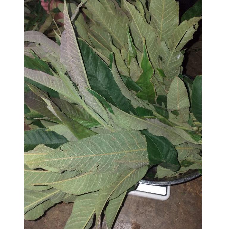 

[KODE PRODUK JW74J] DAUN SUNGKAI 500 gram herbal covid 19 harga pendemi