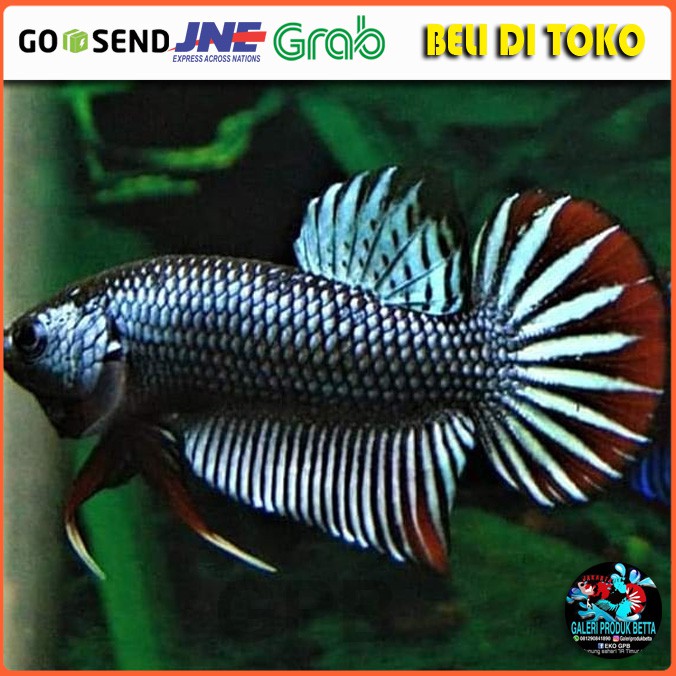 Ikan Cupang Wildbetta Siambelis Ikan Cupang Bankok Ikan laga Ikan Aduan Ikan Hias