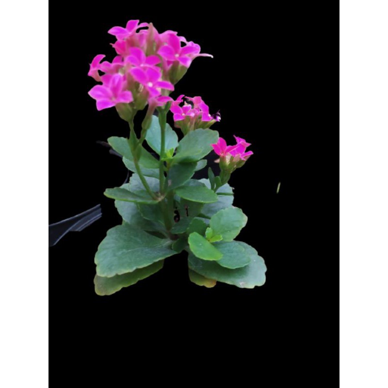 PAKET 4 WARNA TANAMAN COCOR BEBEK | KALANCHOE BLOSSFELDIANA | TANAMAN HIDUP ASLI BERKUALITAS, MURAH