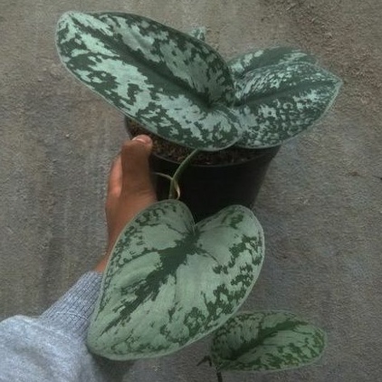 Tanaman hias scindapsus exotica