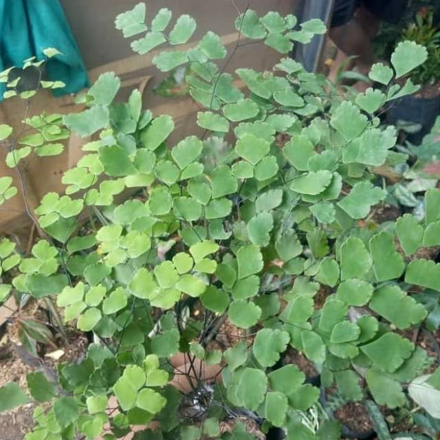 Tanaman hias suplir adiantum suplir daun kecil