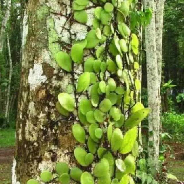 

Daun sisik naga 500gram