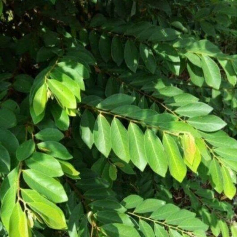 

Daun Kandri Daun Kanyere Segar 500 Gram