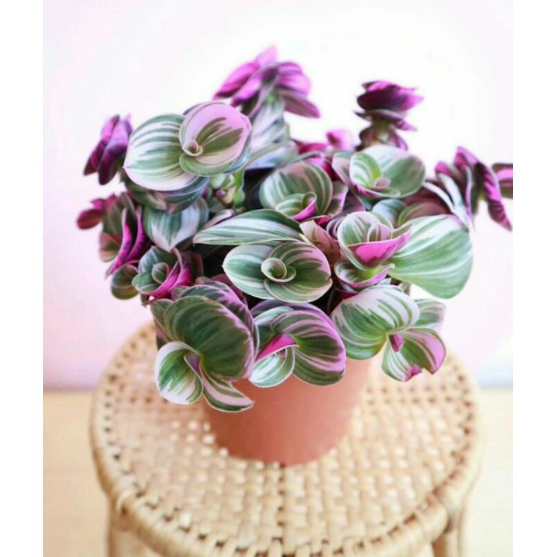 Tanaman Hias Trades Cantia / Zebrina Putih