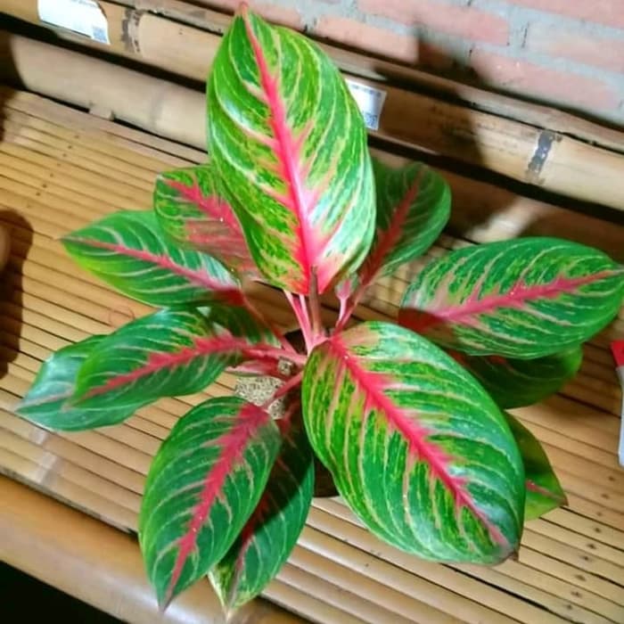 tanaman hias aglonema big mama