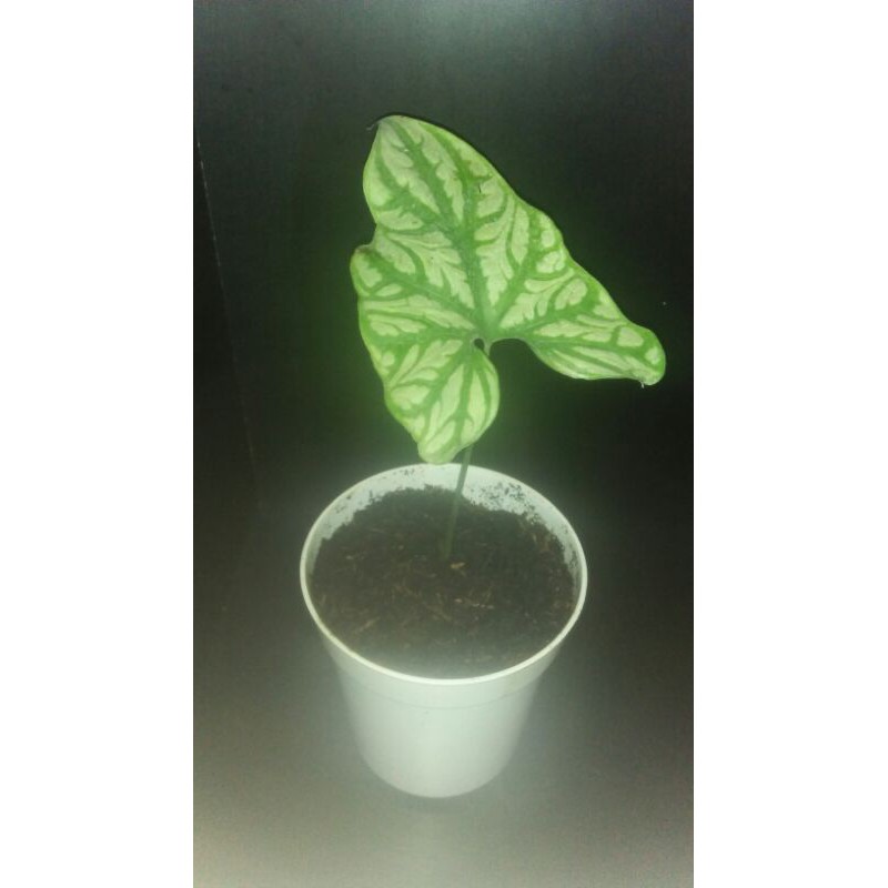 keladi tattoo / cercestis mirabilis