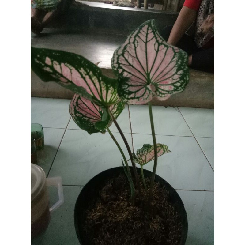 keladi wayang pink-tanaman hias keladi wayang pink-caldium wayang pink-caladium pink wayang keladi