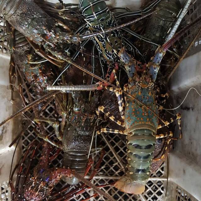 Lobster Laut 1kg Isi 4 5 Ekor 200 300gr Shopee Indonesia