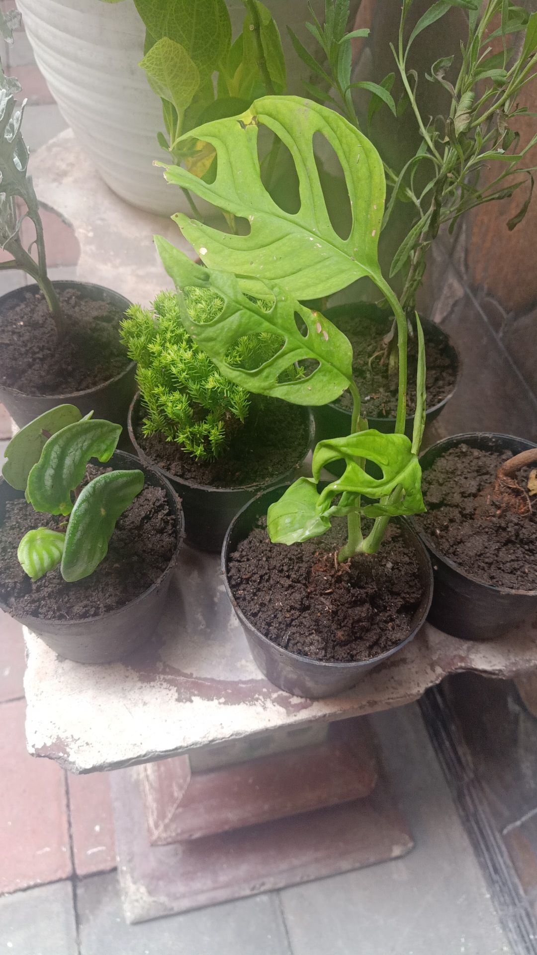 Tanaman Hias Pillow Janda Bolong