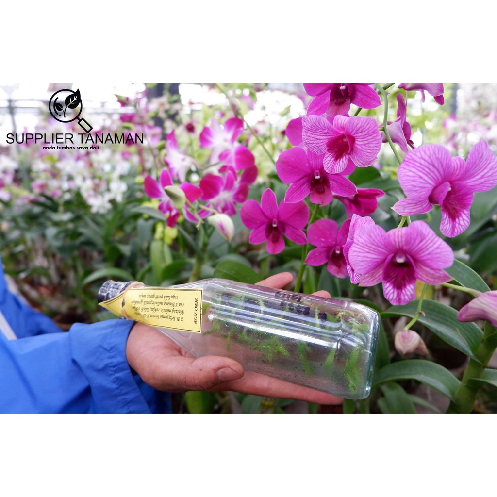 Bibit Anggrek Dendrobium dalam botol saus