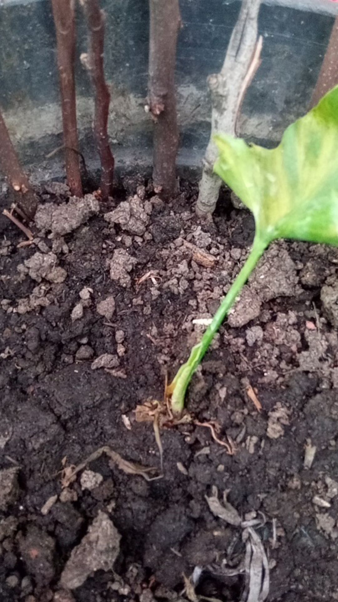 Media Tanam Pupuk Bokashi