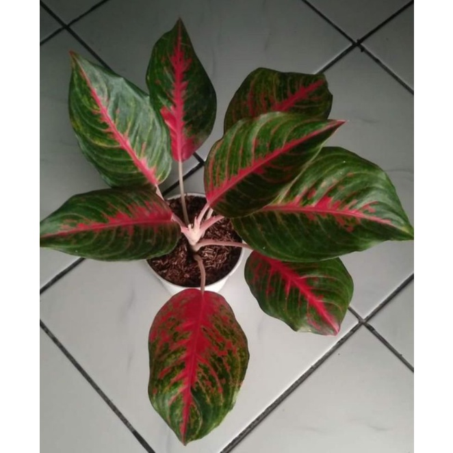 aglaonema aglonema scarlet rose dewasa(indukan)