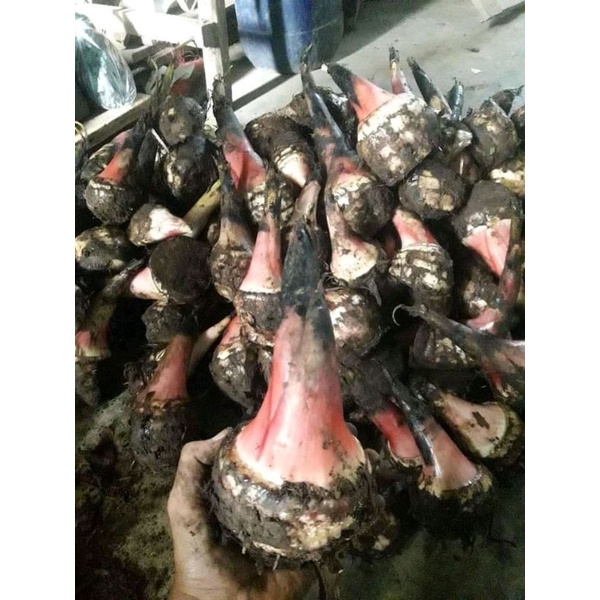 bibit pisang cavendish berbonggol utuh 1000 bonggol