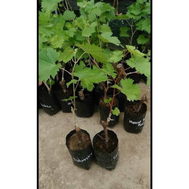 Bibit Anggur Import JUBILE Grafting