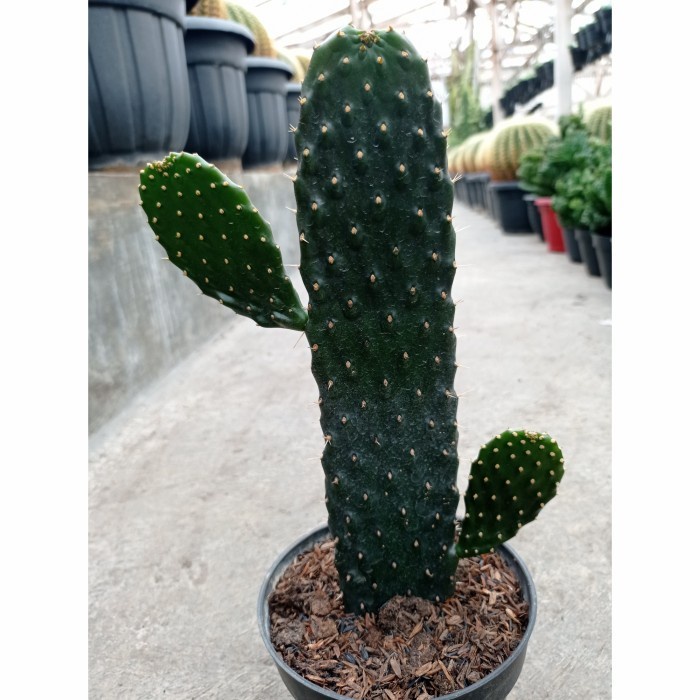 opuntia consolea rubescens KAKTUS SUKULEN | TANAMAN HIAS