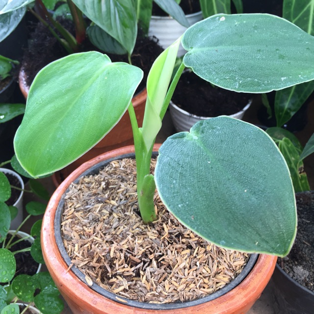 Tanaman hias philodendron rugosum