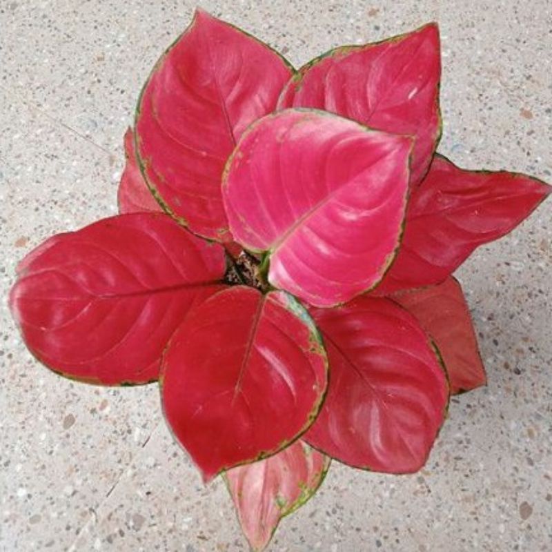 Aglonema red anjamani (Tanaman hias aglaonema red anjamani) - tanaman hias hidup - bunga hidup - bunga aglonema - aglaonema merah - aglonema merah - aglaonema murah - aglaonema murah