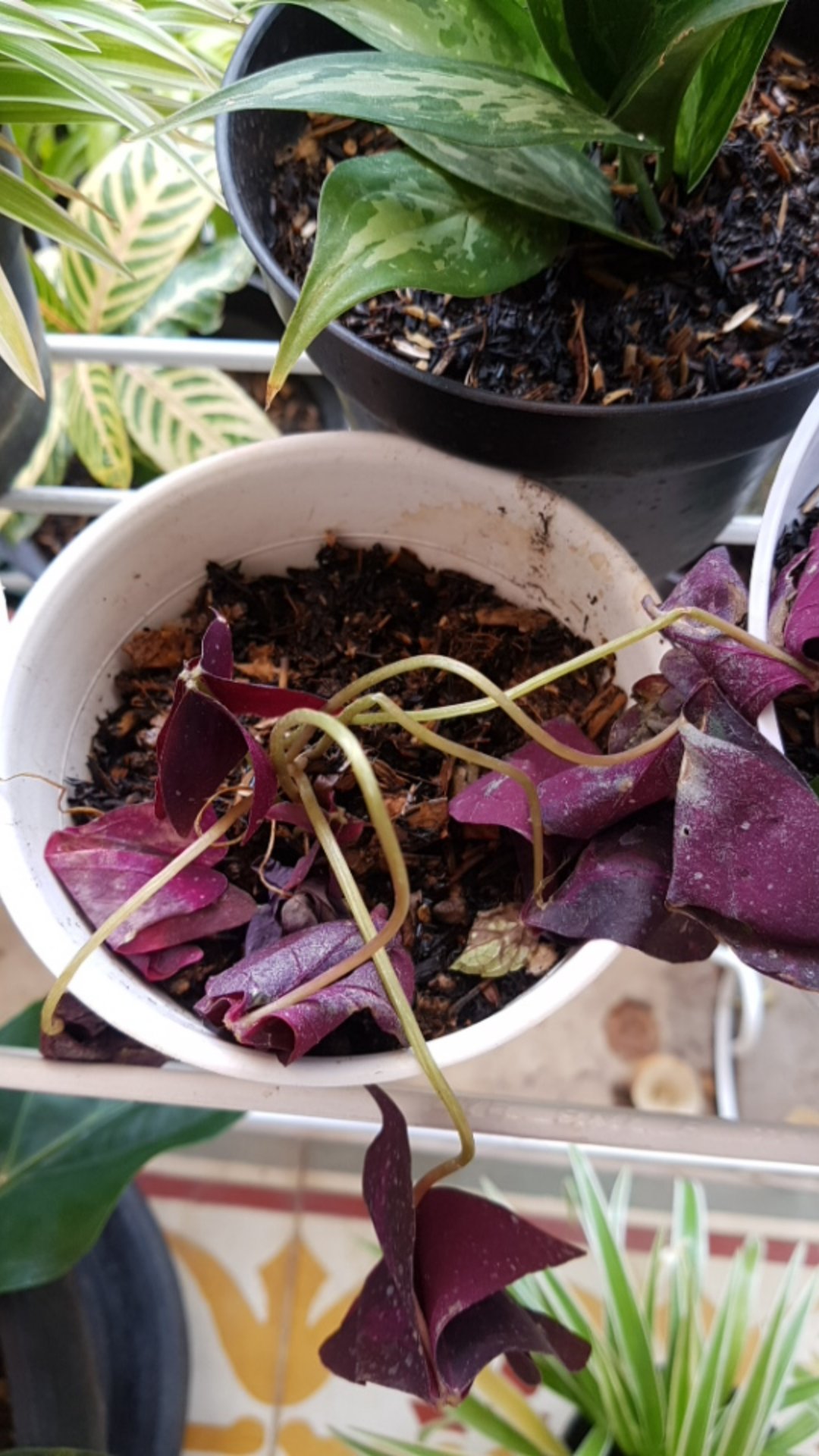 Tanaman Hias Gantung Kupu Kupu - Oxalis Triangularis