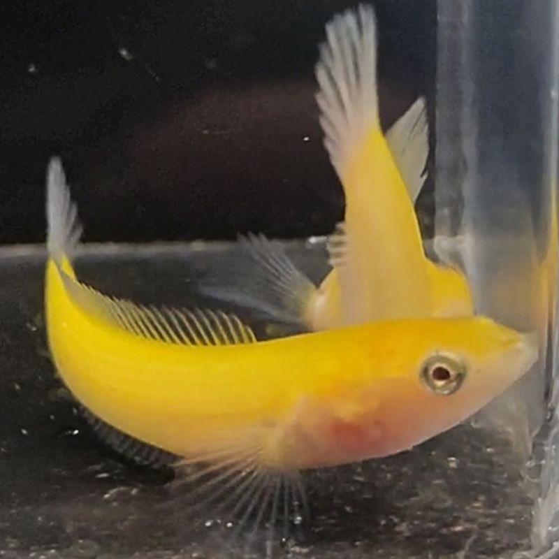 

Baby Channa Golden Limbata Pure 5-9cm