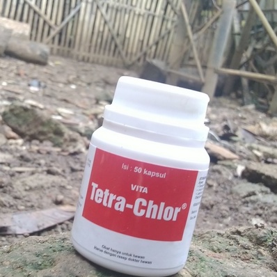 Tetra Chlor Botol isi 50 Tablet / Obat Ayam Ternak / Obat Ngorok atau CRD