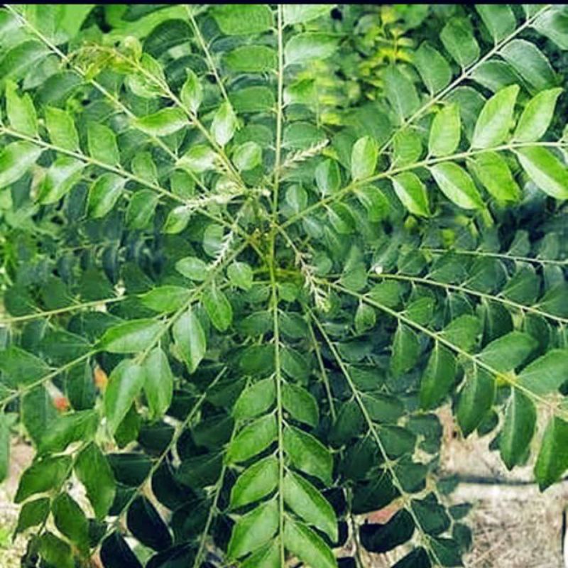 

Salam Koja/Kari