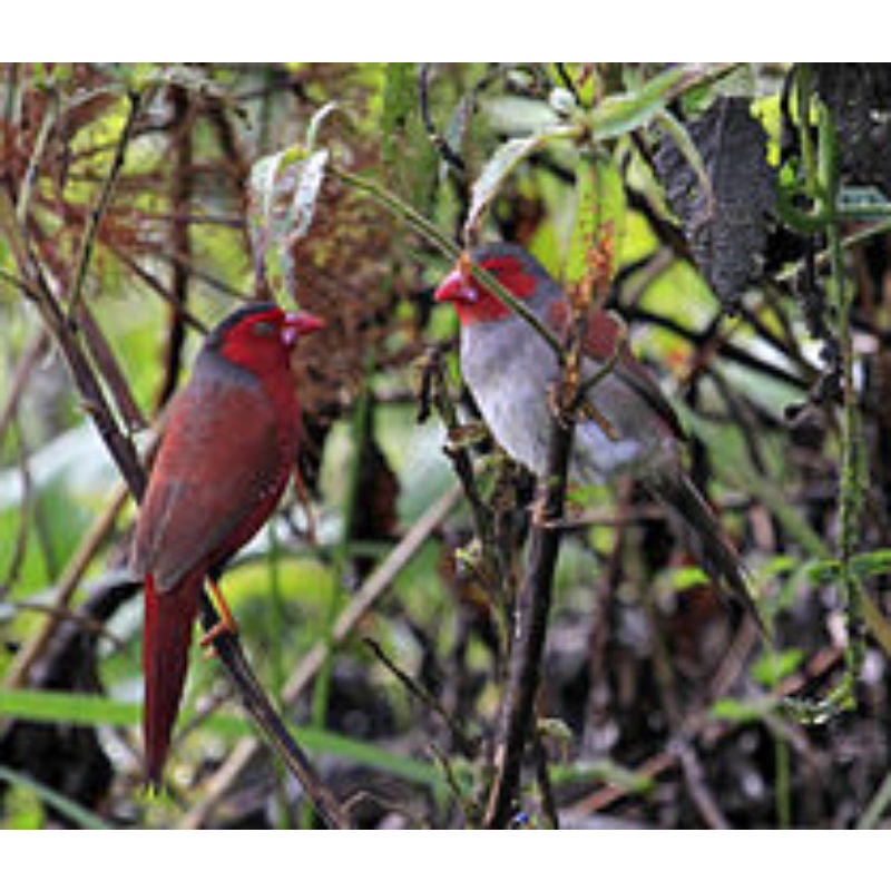 Crimson Sepasang Finch