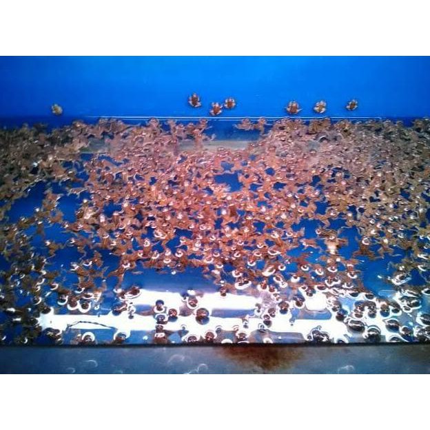 NEW SALE KODOK AIR PAKAN IKAN ARWANA