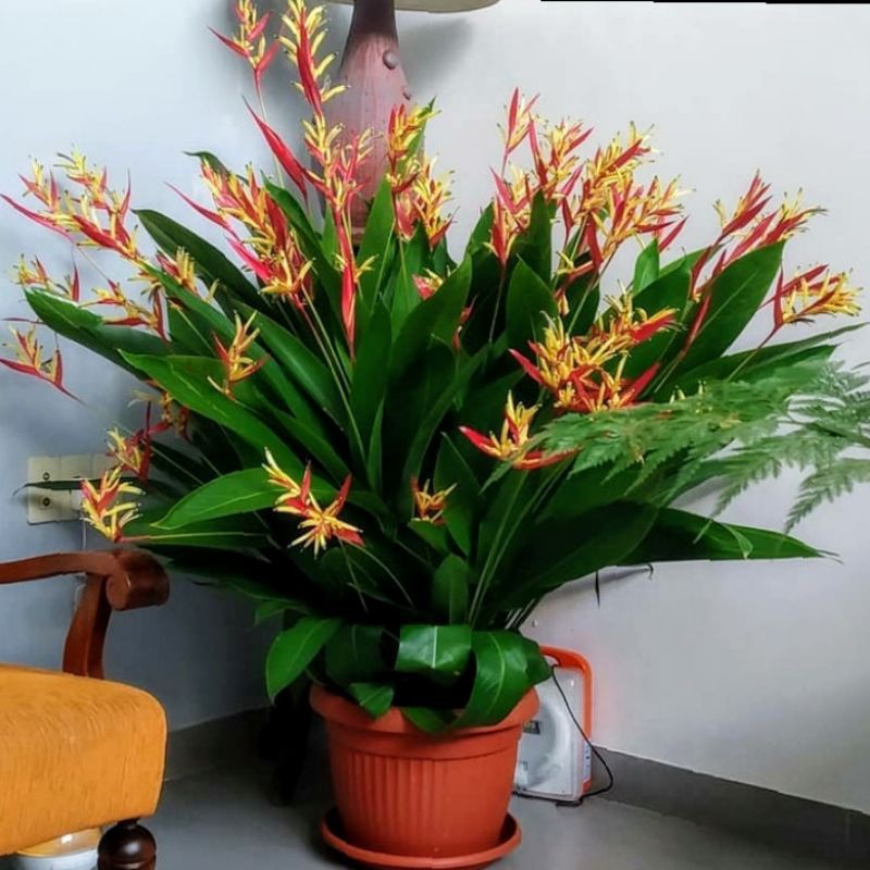 pohon pisang pisangan bunga merah/pohon pisang hias