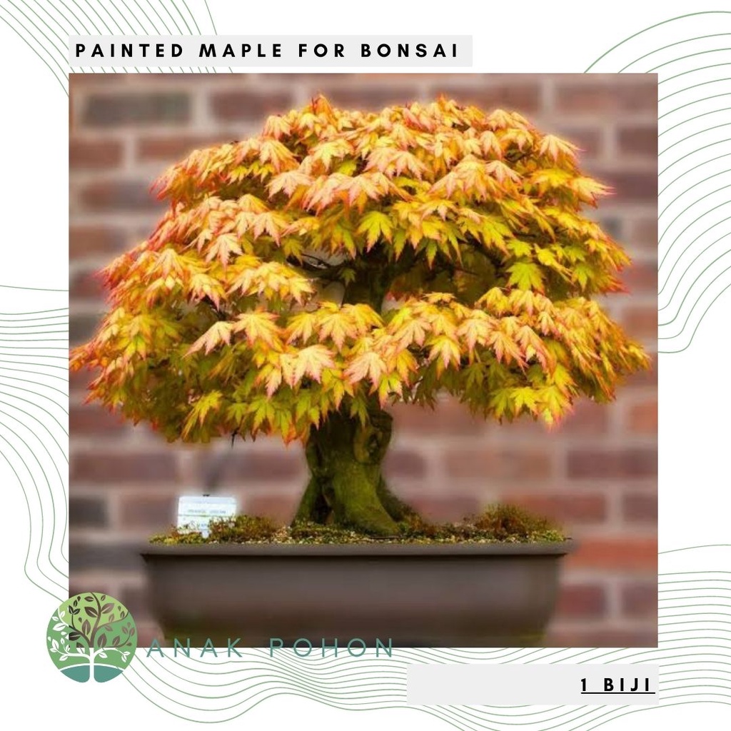 Benih Bibit Biji - Painted Maple for Bonsai (Acer pictum subsp. mono) Seeds - IMPORT