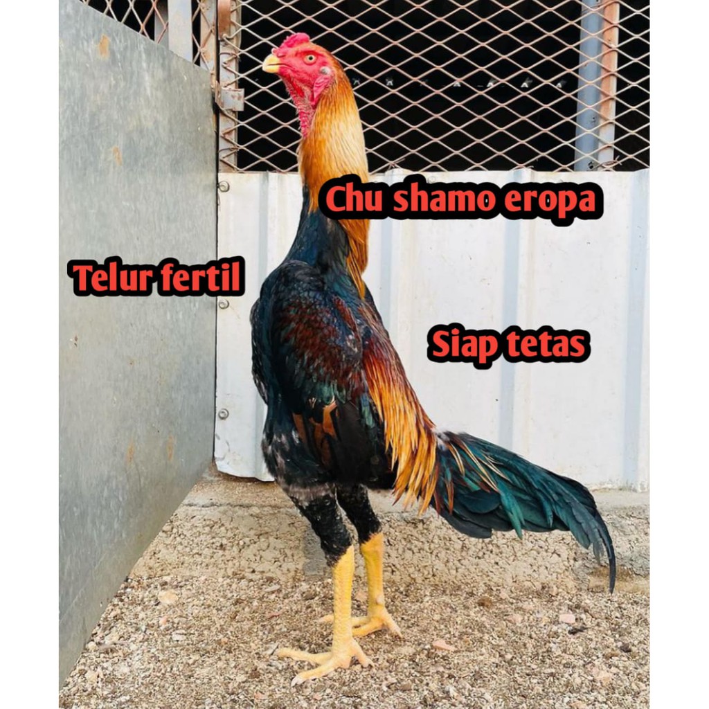 Jual Telur Ayam Bangkok Cu Shamo Eropa Fertil Shopee Indonesia 9554