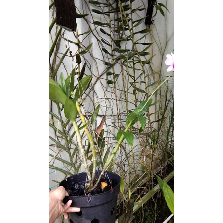 Anggrek Dendrobium Mantangai