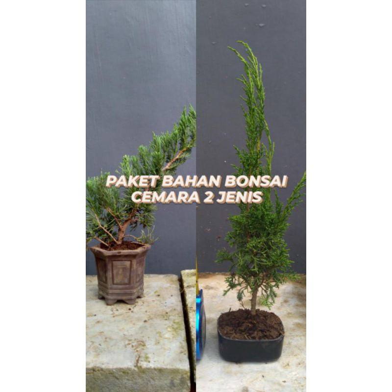 Paket hemat 2 jenis cemara bahan bonsai/ cemara sinensis blue dan cemara sargenti