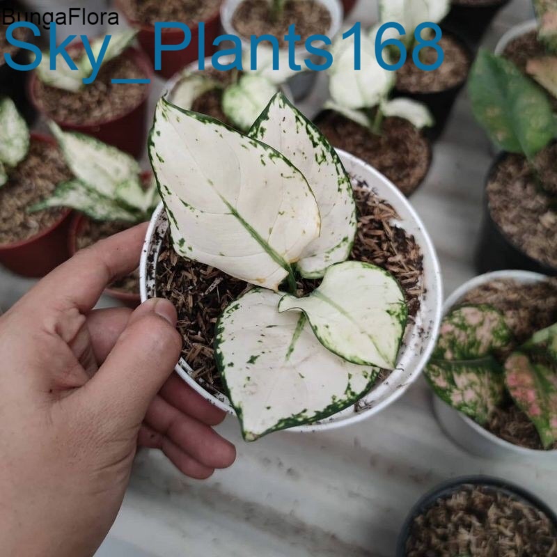 Anakan Aglonema Super White