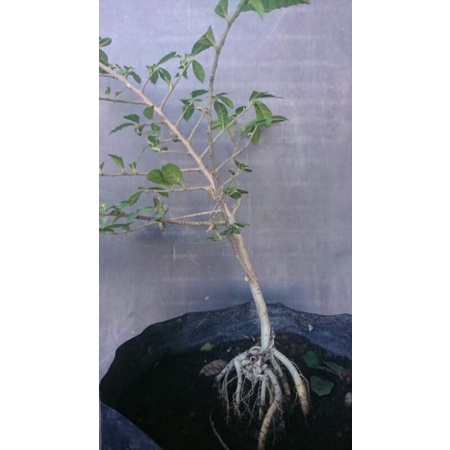 bahan bonsai serut asal semai biji