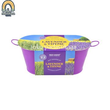 Bibit Bunga Lavender
