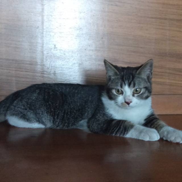 Kucing Persia Medium Shopee Indonesia