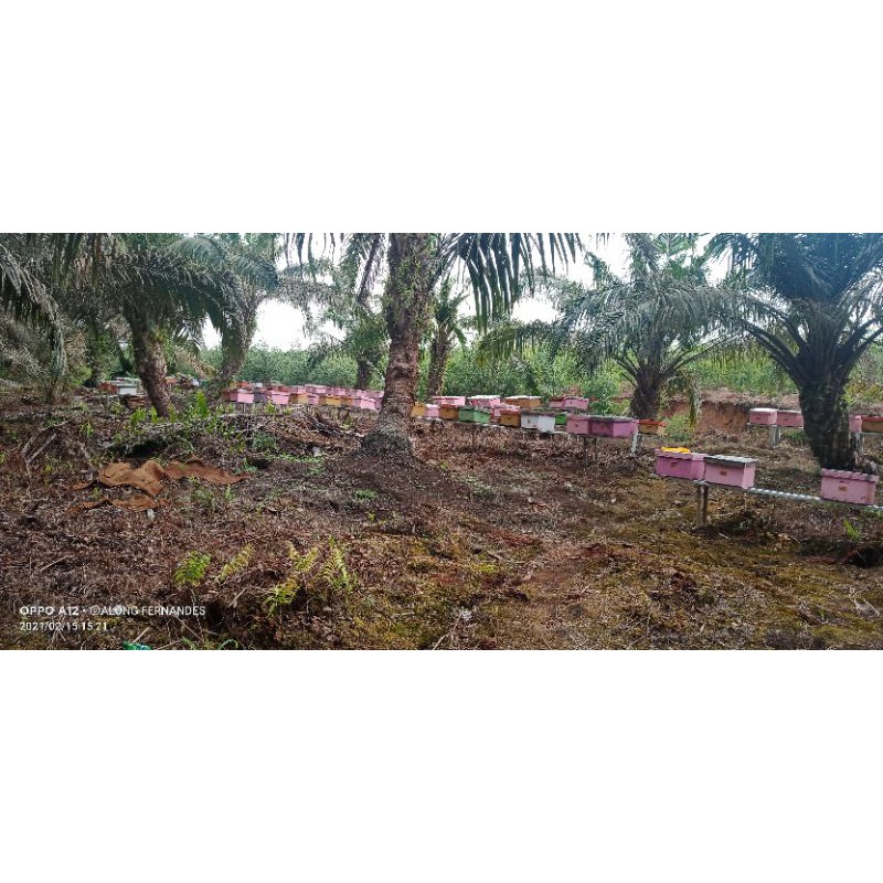 bibit lebah madu apis melifera 1 kotak isi 7 sisir